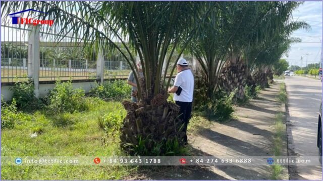 Land for sale in Song Than 3 Industrial Park- Ho Chi Minh City – TTTFIC Group1