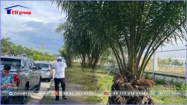 Land for sale in Song Than 3 Industrial Park- Ho Chi Minh City – TTTFIC Group2